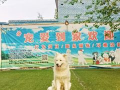 -宠物寄养训练学校
