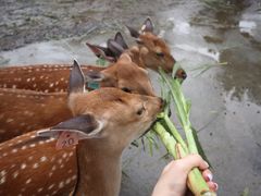 -鹿境梅花鹿生态园区