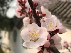 -北京鹫峰国家森林公园