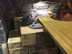-猫色咖啡·猫咖