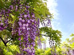 -嘉定紫藤园