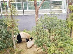 -成都大熊猫繁育研究基地