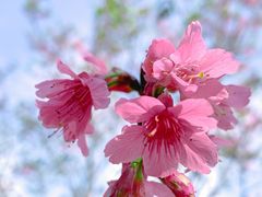 -深圳市中科院仙湖植物园