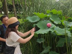 -陈家山荷花公园
