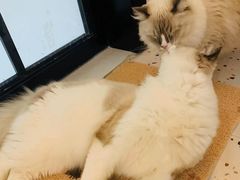 -滚猫咖啡·猫咖·猫友好撸猫(未来城店)