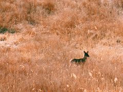 -北京麋鹿生态实验中心