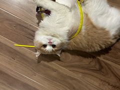 -老吴的猫·猫舍(新区店)