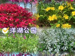 -洋湖国家湿地公园