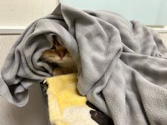 -凯特喵百思猫专科医院