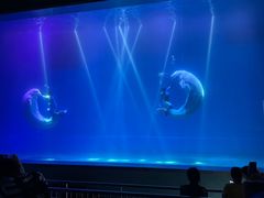 -芜湖新华联大白鲸海洋公园