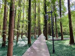 -黄海国家森林公园