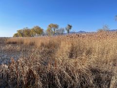 -野鸭湖国家湿地公园