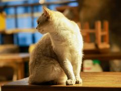 -猫猫幼稚园·撸猫·桌游·电玩