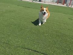 -宠物寄养训练学校