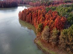 -上海海湾国家森林公园