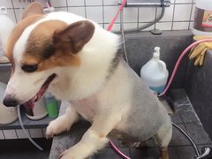 -贝贝宠物乐园(常青花园店)