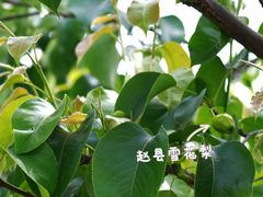-赵州桥景区