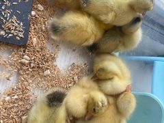 -怪兽屋·羊驼·猫咖·狗咖(俊华广场店)