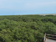 -北海金海湾红树林生态旅游区