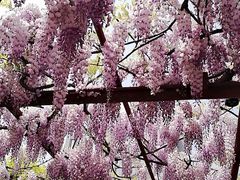 -嘉定紫藤园