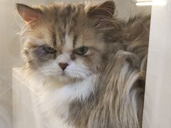 -十月米努特矮脚猫舍