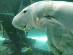 -悉尼海洋生物水族馆
