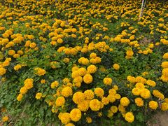 -松山湖梦幻百花洲