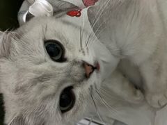 -纳吉亚猫专科动物医院·北北分院