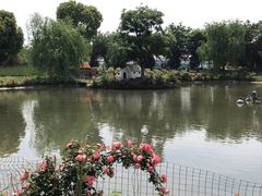 -鹅湖玫瑰文化园
