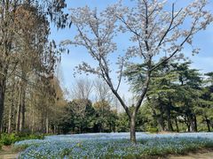-上海滨江森林公园