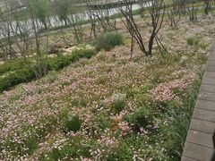 -白鹭湾湿地公园