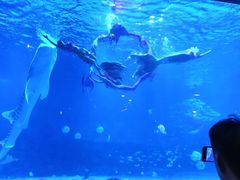 -烟台海昌鲸鲨海洋公园