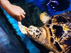 -烟台海昌鲸鲨海洋公园