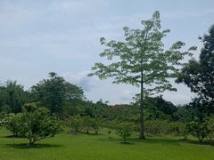 -中国科学院西双版纳热带植物园