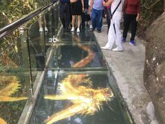 -九龙江国家森林公园