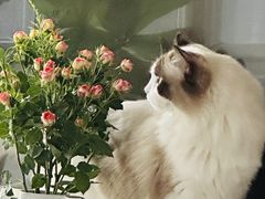 -创凡宠物医院·骨专科  猫科中心(西乡分院)