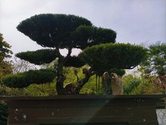 -泰州凤城河风景区-泰山公园