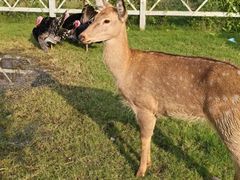 -前小桔亲子创意农场·草莓采摘·露营烧烤