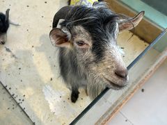 -怪兽屋·羊驼·猫咖·狗咖(俊华广场店)