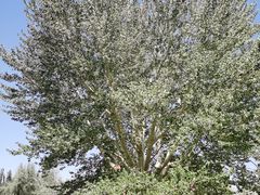 -金塔沙漠胡杨林景区