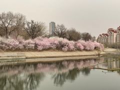 -桃花堤公园