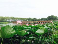 -洪湖生态旅游区