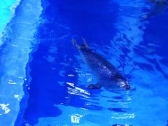 -上海海昌海洋公园-冰山北极馆