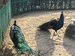-有喜胶东小馆(超极合生汇太申祥和店)