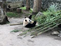 -都江堰中华大熊猫苑