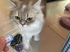-平行世界·猫咖(首经贸店)