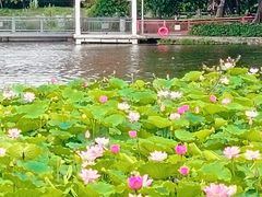 -荔湾湖公园