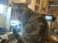 -猫色咖啡·猫咖
