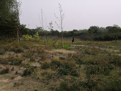 -永定河休闲森林公园