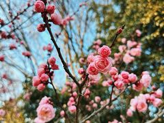 -梅花山(明孝陵内)